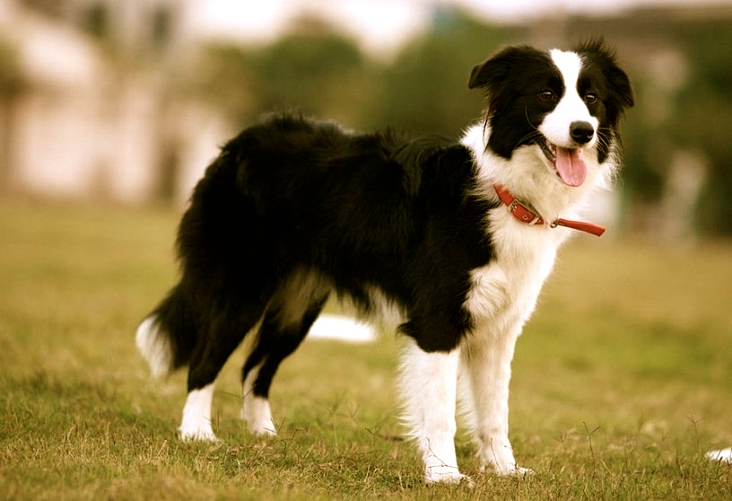 border-collie-816-x-558