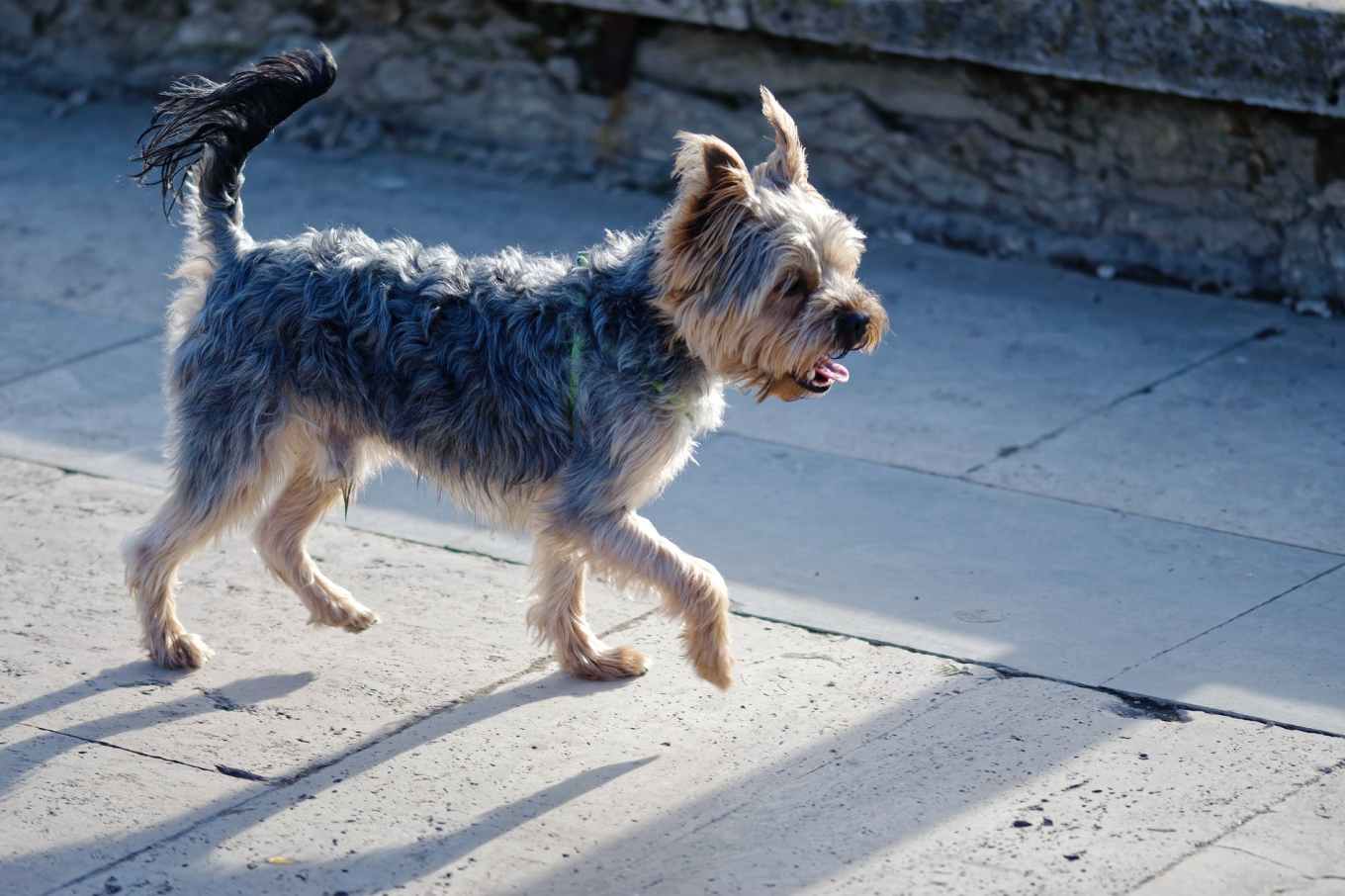 photo of walking on dog